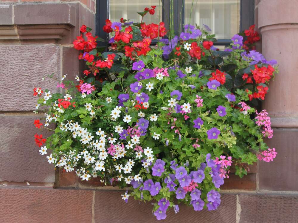 LES SERRES DU NOUVEAU MONDE, HORTICULTURE à La