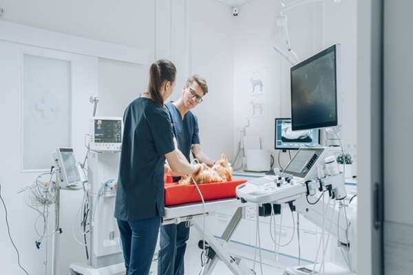 Vétérinaires : une délégation possible pour certains actes