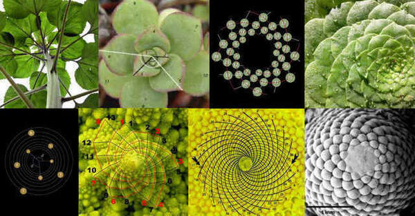 Conférence sur le biomimétisme à l'Académie Charpentier 