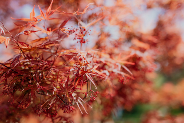 Baisse de moral, fatigue et si l'automne influençait notre état d'esprit
