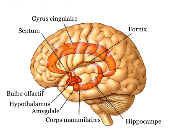 Stress chronique et cerveau : que se passe-t-il vraiment dans notre tête ?