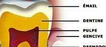 COMMENT EST CONSTITUÉE UNE DENT ?