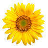 Cabinet Des Tournesols