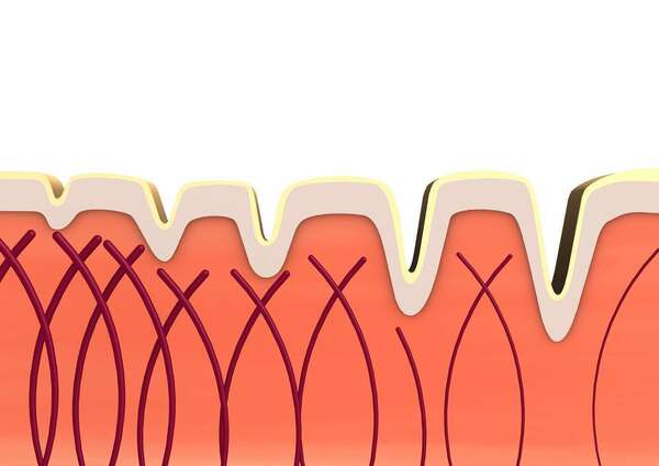 La force du collagène
