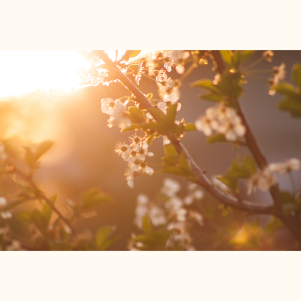 Douceur angélique à quelques jours du printemps