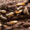 Traitement de termite