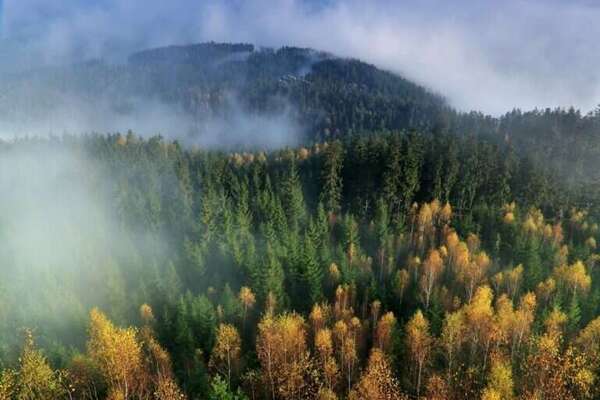 Les atouts de l’investissement forestier