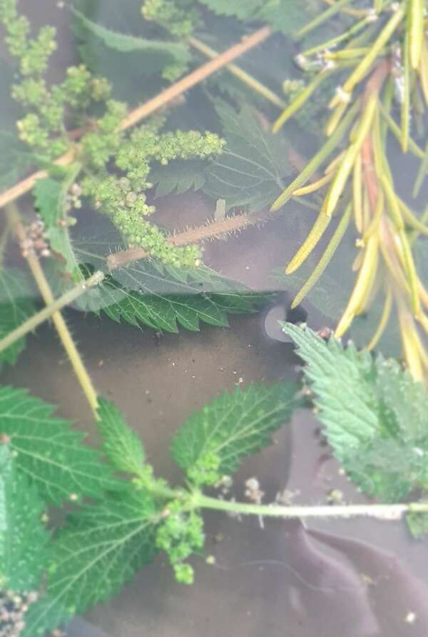 L'ortie piquante alliée de notre corps