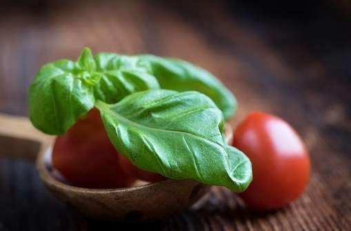 A la découverte du basilic