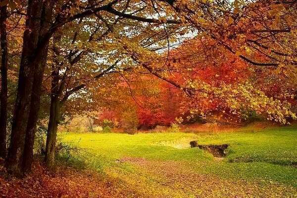 Huiles essentielles automnales et synergie