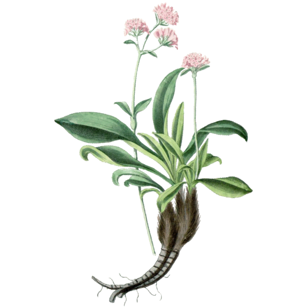 Voyage entre 2 mondes avec le Nard de l’Himalaya