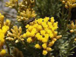 Helichryse : Une plante à suivre à la trace…