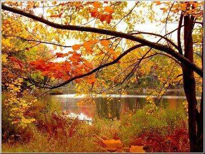 L’été indien en Médecine Traditionnelle Chinoise (MTC) : une saison de recentrage pour la santé