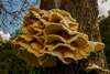 polypore