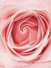 rose épanouie rayonnant énergie positive et amour