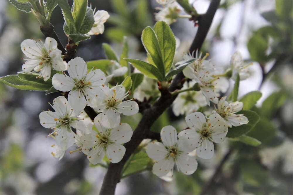 Newsletter avril 2019