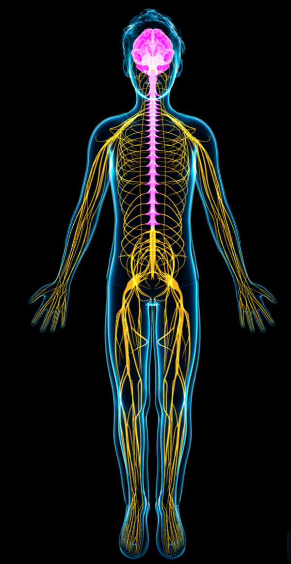 osteo systeme nerveux argenteuil 95