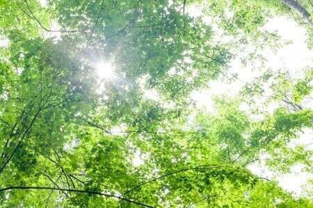 Sophrologie et nature : retrouver son équilibre grâce au vivant