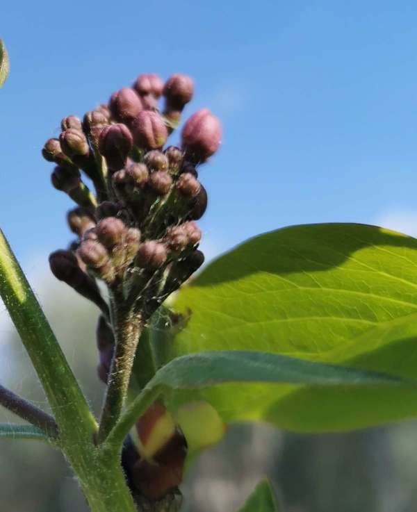 Gemmothérapie ou Phytembryothérapie : la thérapie par les bourgeons.