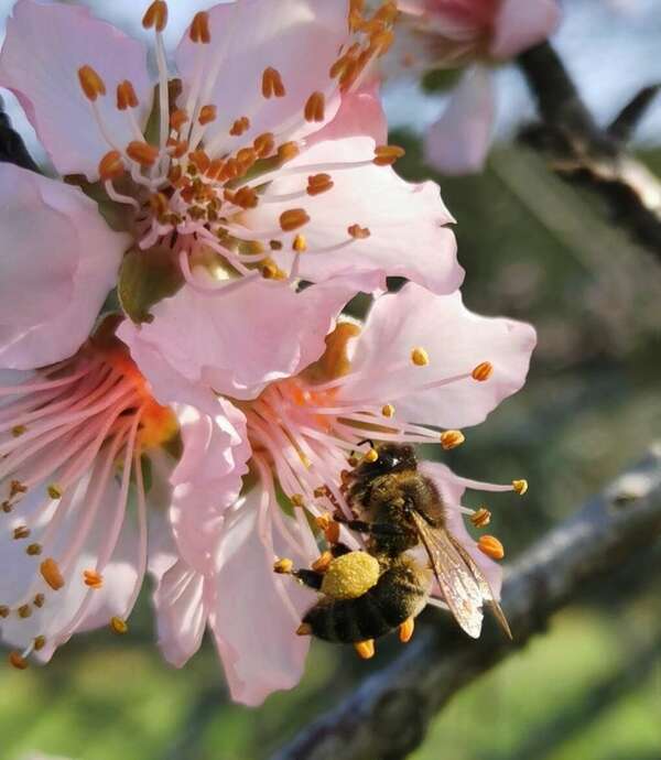 Apithérapie ou la santé par la ruche - Partie 2