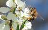 apithérapie produits de la ruche avignon ma varie nature