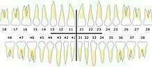 Comment nommer vos dents ?