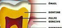 Comment est constituée une dent ?