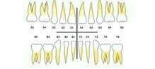 Comment nommer les dents de lait ?