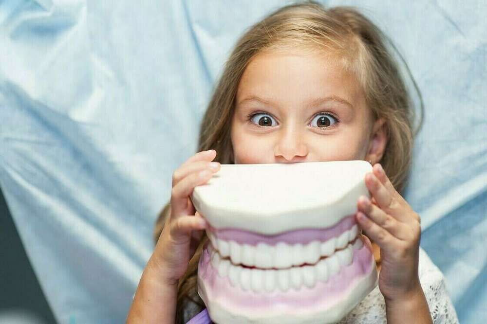 La dent, composition, forme et fonction