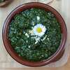 pesto fanes de carottes antigaspi