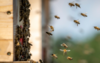 Frelons asiatiques et abeilles