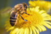 Frelons asiatiques et abeilles