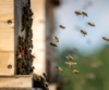 Frelons asiatiques et abeilles