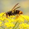 Frelons asiatiques et abeilles