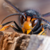 Frelons asiatiques et abeilles