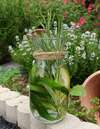 eau antigaspi concombre citron romarin