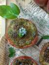 tomate rôtie au pesto