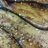 aubergine grillée au zaatar