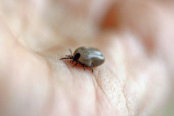 Lyme : silencieuse et insidueuse