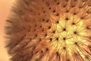 Alerte aux pollens !  