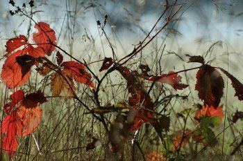 Mon premier rhume de l'hiver, mais pas mon dernier ... 