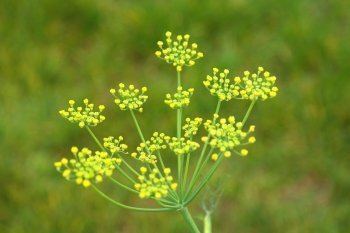 Manger malgré la chimio