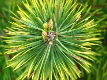 La gemmothérapie : la plante en devenir