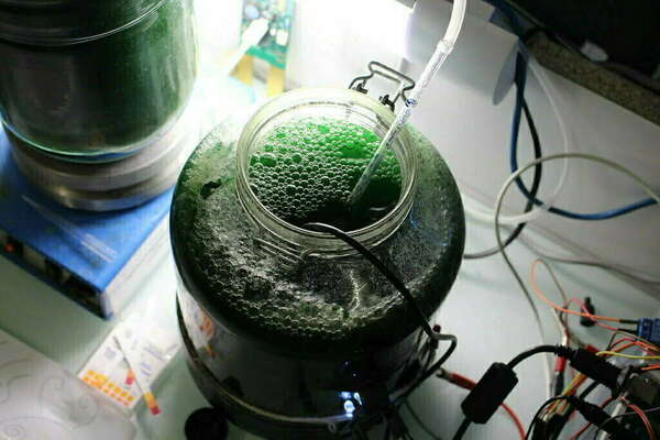 marques de spiruline à privilégier