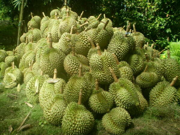 LA FORCE CACHEE DE L'IMMUNITE INNEE