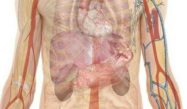 Le foie – anatomie et physiologie