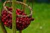 cueillir cerises
