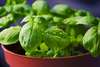 herbe aromatique