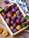 prune bio