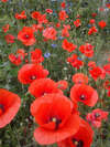 potager, bio, naturel, sans pesticides, abeille